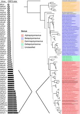 The Human Polyomavirus Middle and Alternative T-Antigens; Thoughts on Roles and Relevance to Cancer